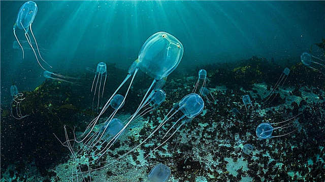 20 facts about jellyfish: sleeping, immortal, dangerous and edible