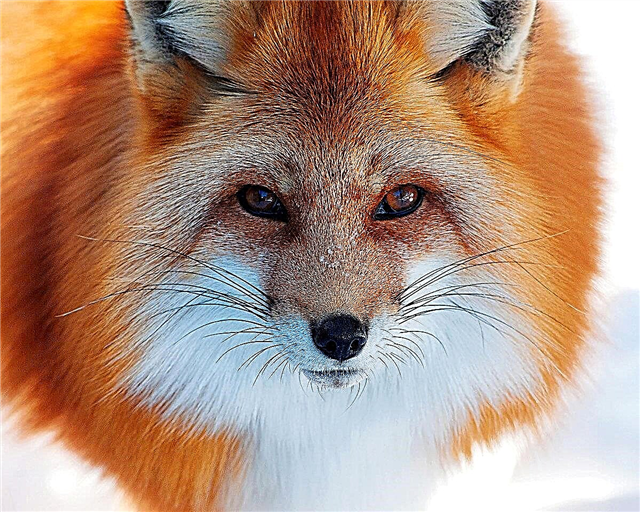 17 фактів про лисиць: повадки, безкровна полювання і лисиці в людській подобі