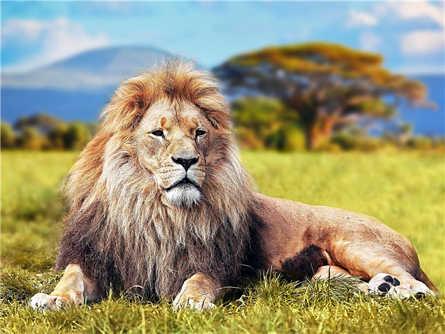 17 Fakten über Löwen - unprätentiöse, aber sehr gefährliche Könige der Natur