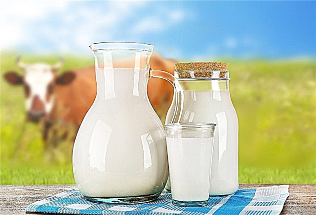 30 интересни факта за млякото: неговият състав, стойност и древни употреби