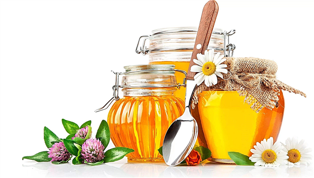 30 interessante fakta om honning: dens gavnlige egenskaber, anvendelser i forskellige lande og værdi