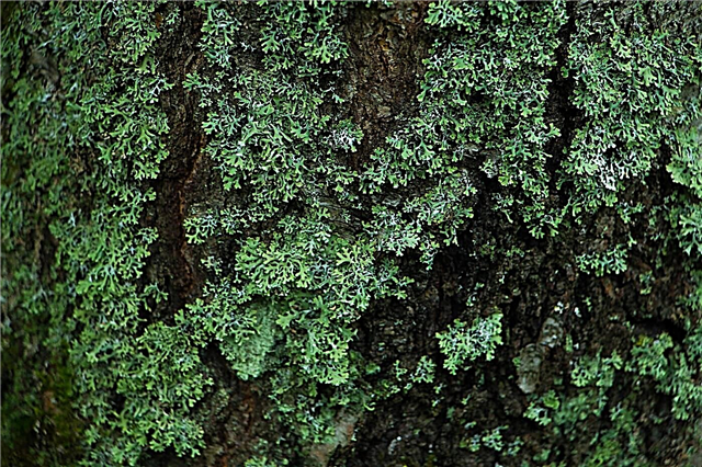 20 kanyataan ngeunaan lichens: ti mimiti hirupna dugi ka maot