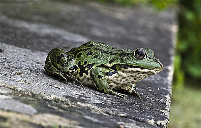 개구리에 관한 30 가지 사실 : 개구리의 구조와 자연의 특징