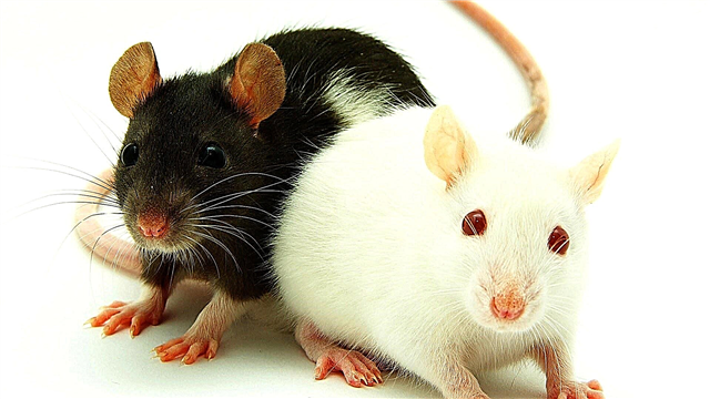 20 fakta tentang tikus: kematian hitam, 