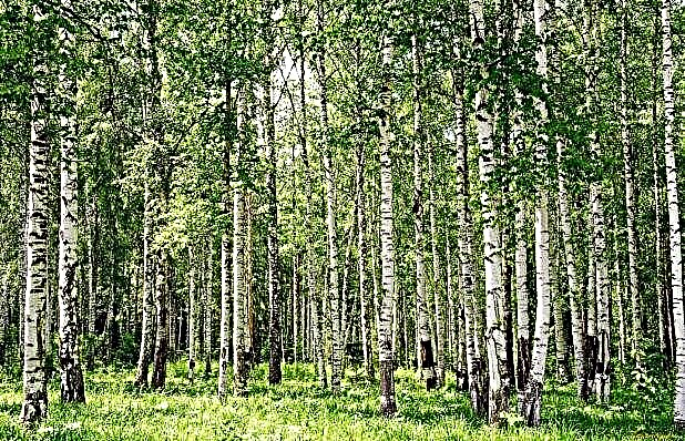 သစ်တောများနှင့်ပတ်သက်သောအချက်အလက် ၂၀ - ရုရှား၏ကြွယ်ဝမှု၊ သြစတြေးလျ၏မီးလောင်ကျွမ်းမှုနှင့်ကမ္ဘာ၏စိတ်ကူးအဆုတ်များ