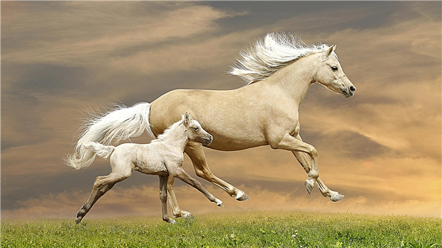 Ձիերի մասին 20 փաստ և պատմություն. Վնասակար կաղիններ, Նապոլեոնի եռյակը և մասնակցությունը կինոյի գյուտին