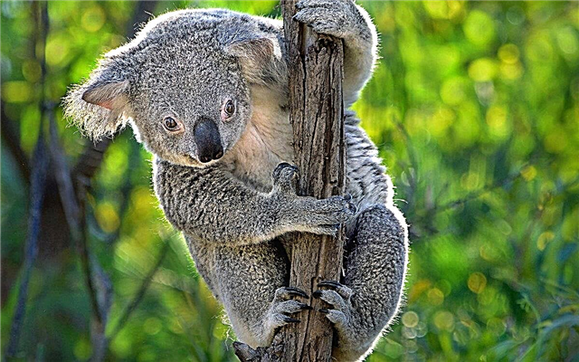 15 faits sur les koalas: histoire de rencontres, régime alimentaire et cerveau minimal
