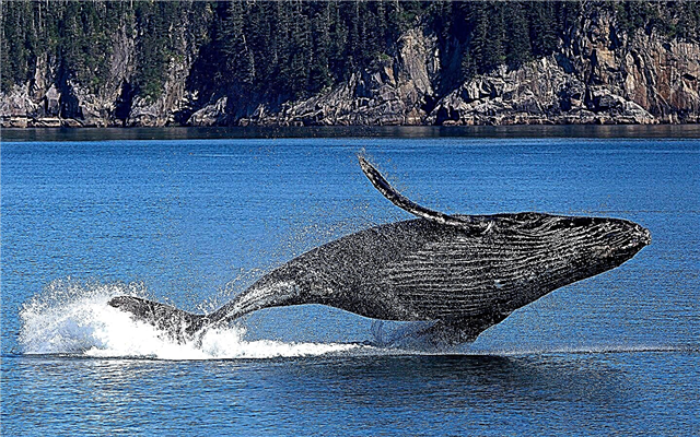 20 معلومة عن الحيتان والحيتان وصيد الحيتان