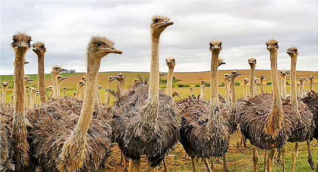 15 фактів про страусів: згубні пір'я, м'ясо і війна в Австралії