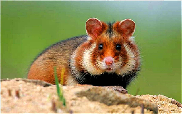 30 faits les plus drôles et les plus intéressants sur les hamsters