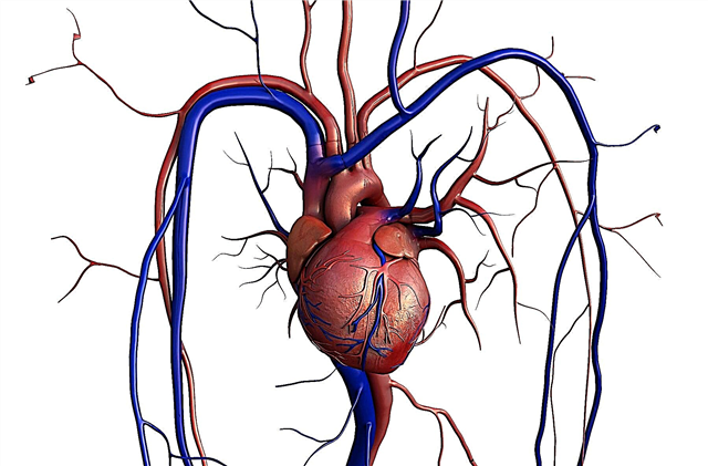 55 de fapte despre inima umană - capacități incredibile ale celui mai important organ