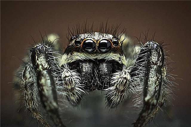 مکڑیاں کے بارے میں 20 حقائق: سبزی خور باگھیرا ، نربکشک اور آرچنوفوبیا