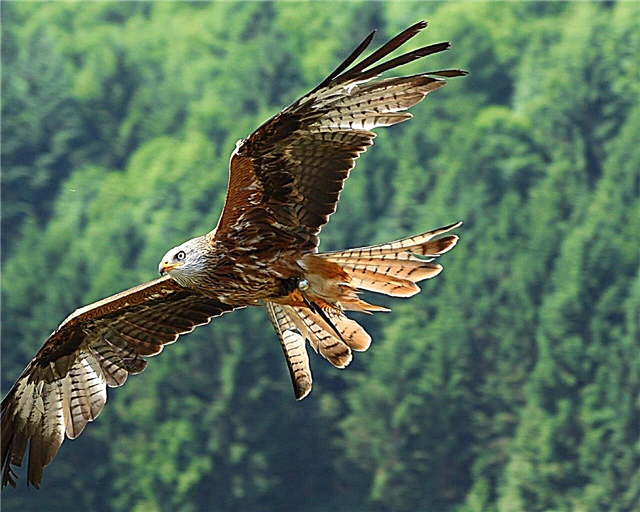 20 nevjerovatnih činjenica, priča i mitova o orlovima