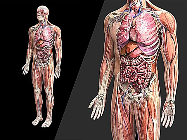 20 interessante Fakten über den menschlichen Körper
