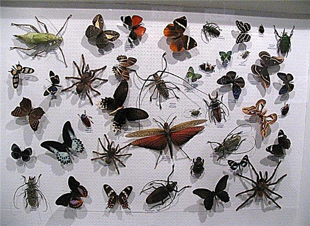 20 עובדות על חרקים: מועילות וקטלניות