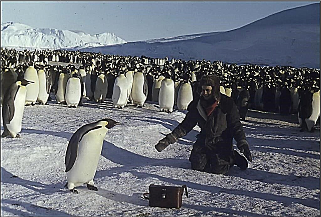20 kanyataan sareng carita ngeunaan pinguin, manuk anu henteu ngapung, tapi ngojay