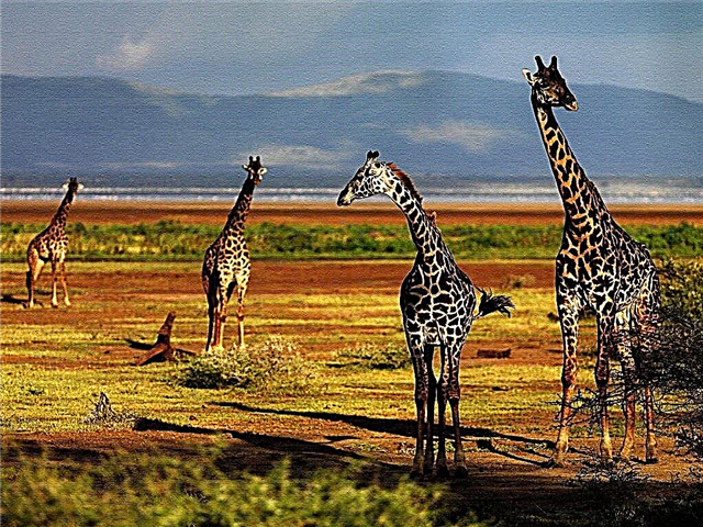 जिराफ के बारे में 20 तथ्य - जानवरों की दुनिया का सबसे लंबा प्रतिनिधि