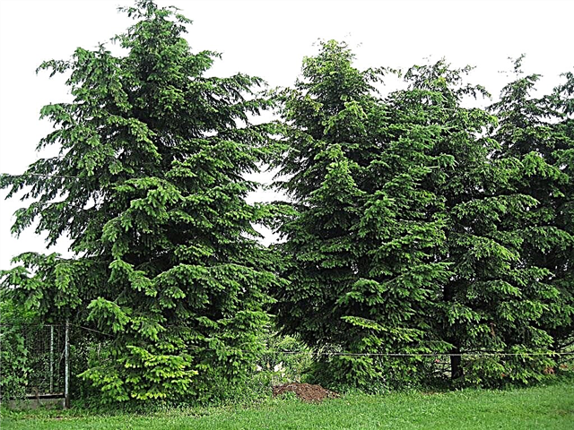 25 činjenica o drveću: sorta, distribucija i upotreba