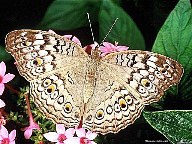 20 mea moni e uiga i butterflies: 'eseʻese, tele ma le masani ai