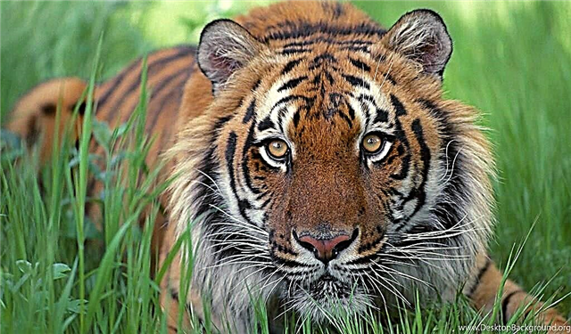 25 datos sobre tigres: depredadores fortes, rápidos e feroces