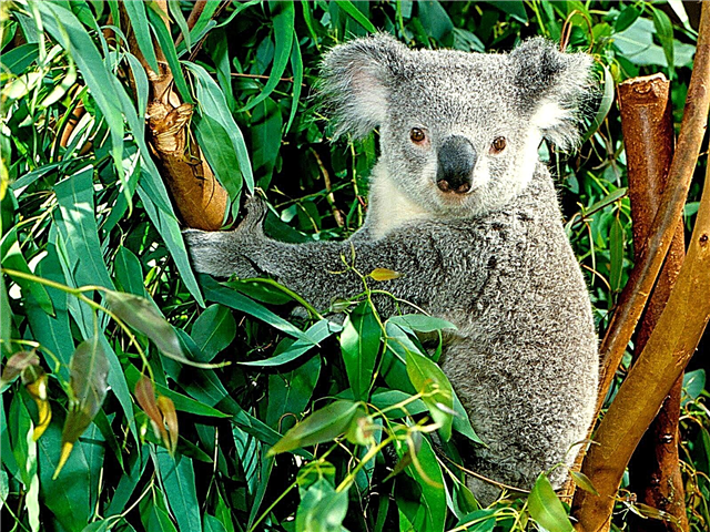 70 интересни факти за животните во Австралија