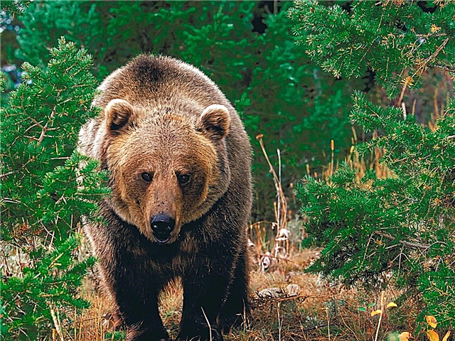 100 interessante fakta om bjørne
