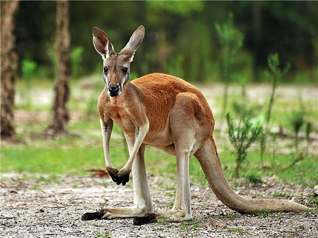 Zambiri zosangalatsa za kangaroo