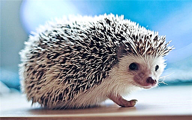 ຂໍ້ເທັດຈິງທີ່ຫນ້າສົນໃຈ 50 ກ່ຽວກັບ hedgehogs
