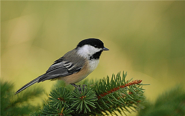 90 fatos interessantes sobre pássaros
