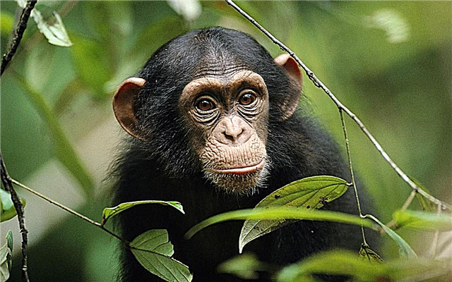 70 mielenkiintoista faktaa apinoista