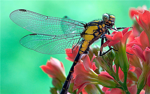 100 mau mea hoihoi e pili ana i nā dragonflies