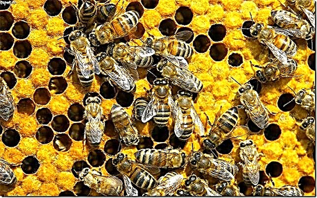 100 საინტერესო ფაქტი ფუტკრების შესახებ