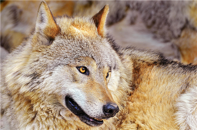 100 цікавих фактів про вовків