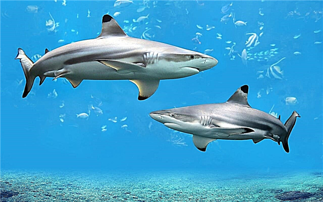 100 zanimivosti o morskih psih