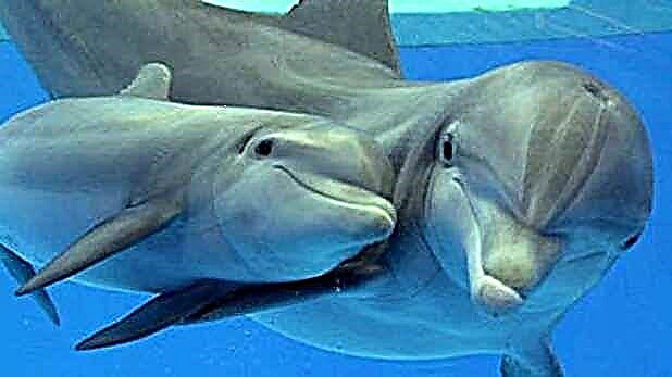 Ihe 100 na-adọrọ mmasị banyere dolphins