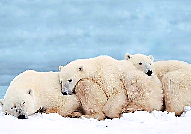 100 حقائق مثيرة للاهتمام حول الدببة القطبية