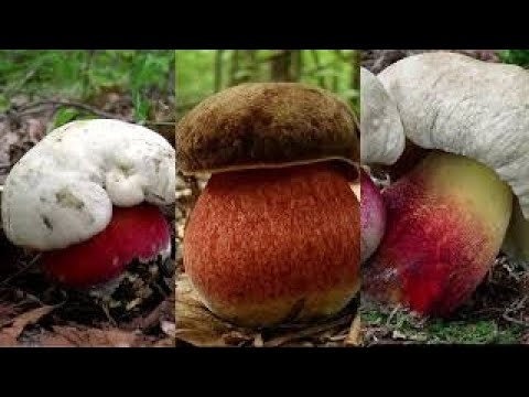 20 faktów na temat grzybów: dużych i małych, zdrowych i nie tak