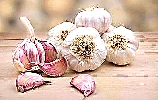 Interesting facts about garlic