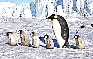 Interessante fakta om Sydpolen