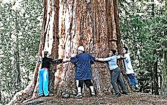 Ενδιαφέροντα γεγονότα για τις sequoias