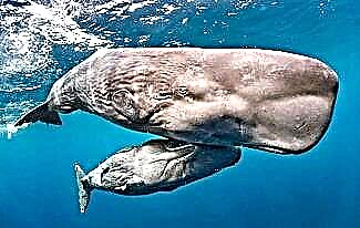 Interesting facts about sperm whales