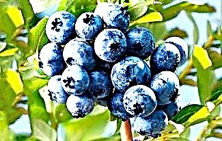 Linnete tse khahlisang ka li-blueberries