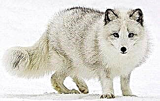 Zanimljivosti o arktičkoj lisici