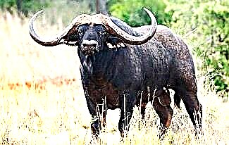 Interesting facts about buffalo
