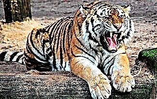 Mielenkiintoisia tietoja tiikereistä
