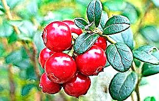 Interesting facts about lingonberry