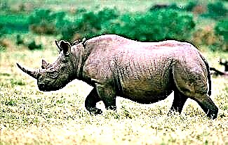 Zajímavá fakta o nosorožcích