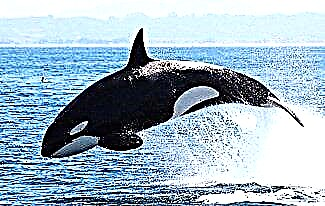 Interessante Fakten über Killerwale