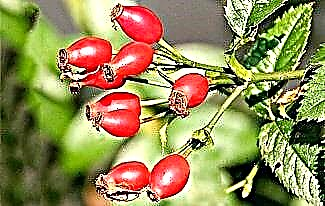 Interesting facts about rose hips