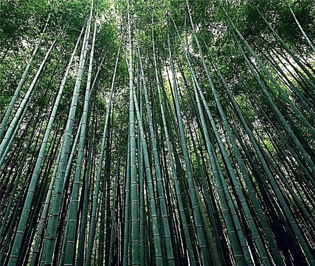 Crni bambus šuplji